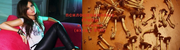 прущие грибы Арсеньев